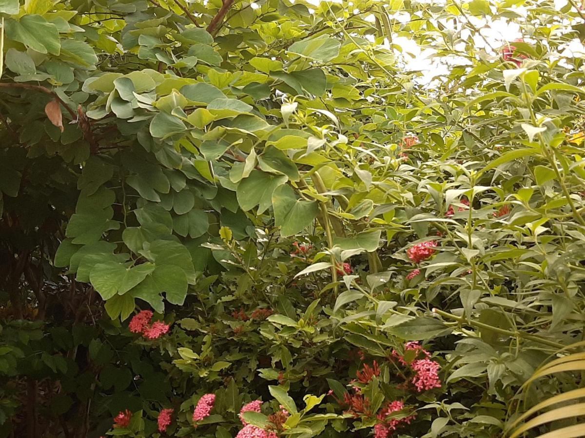 Apartamento Les Hibiscus L'Anse Noire Exterior foto